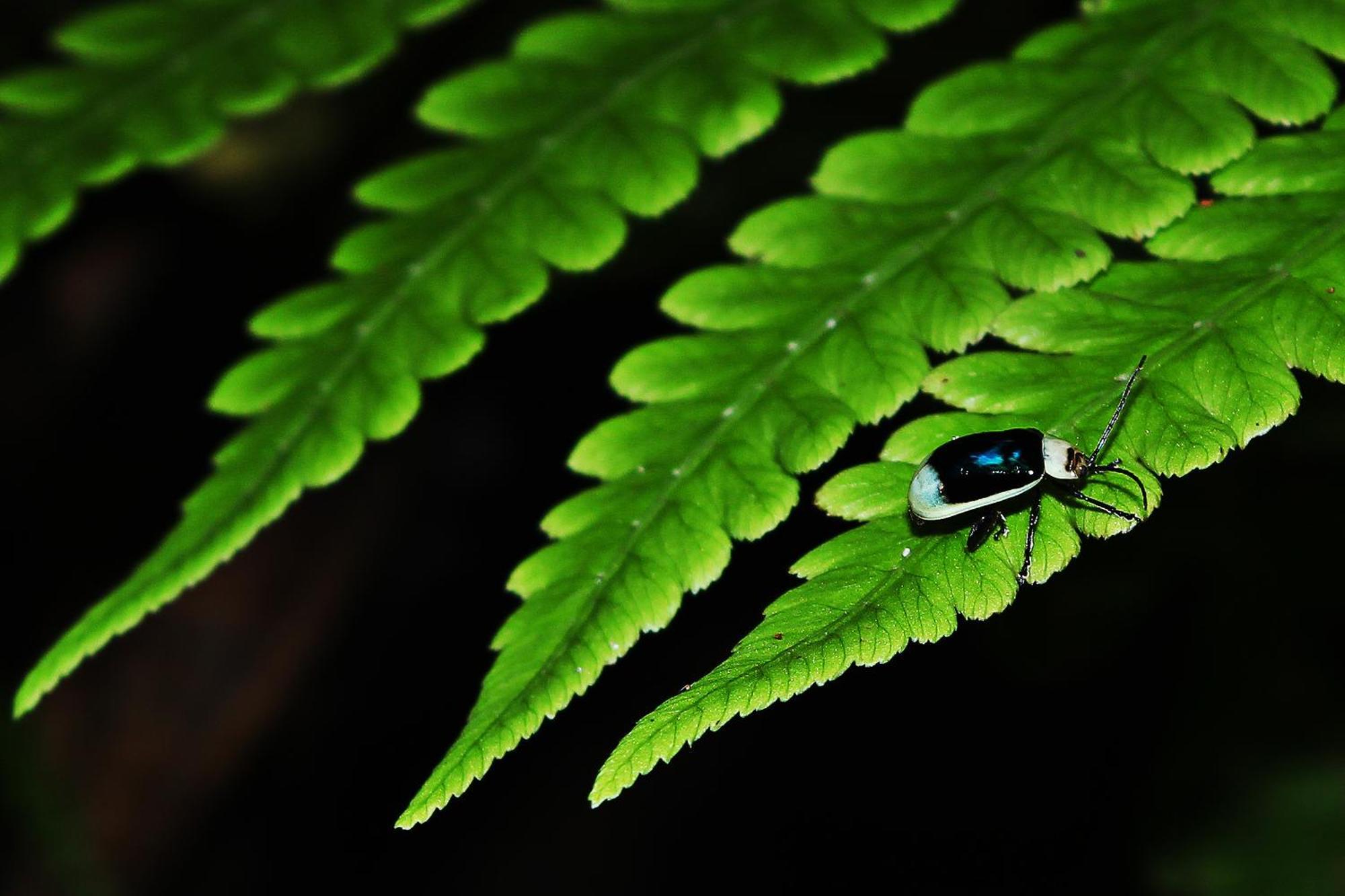 Mindo Green House Eksteriør bilde